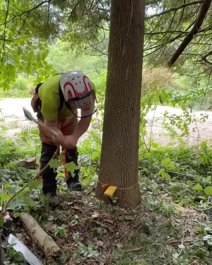 Blackstone Tree project 13