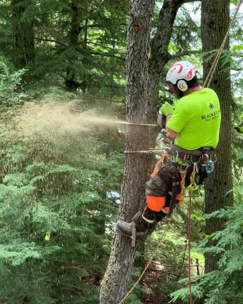 Blackstone Tree project 14