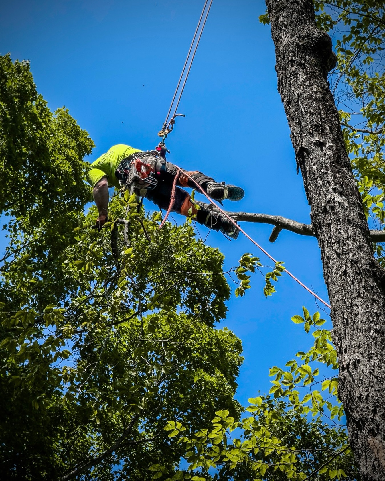 Blackstone Tree project 18