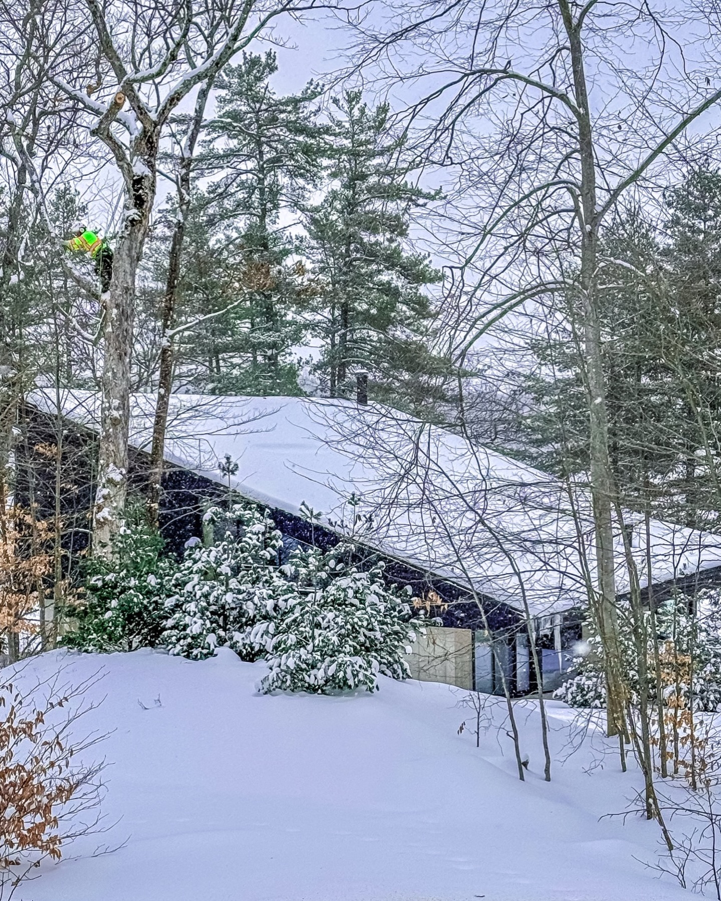 Blackstone Tree project 25