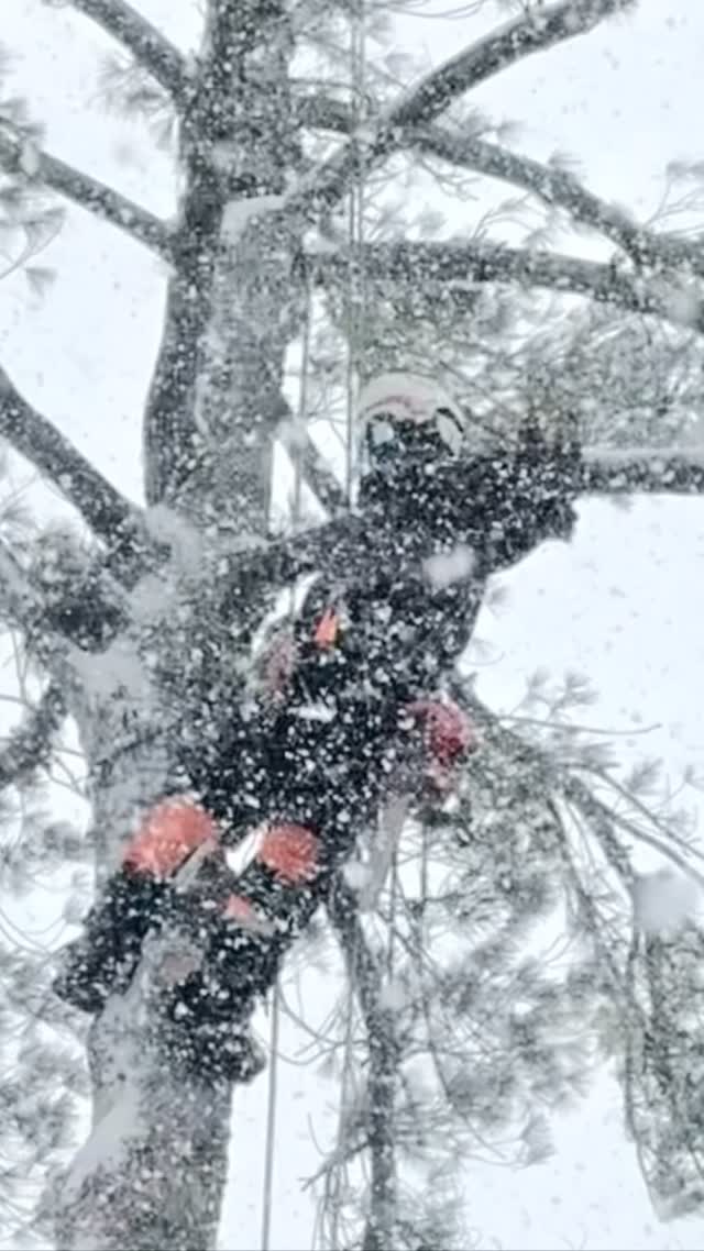 Blackstone Tree project 27