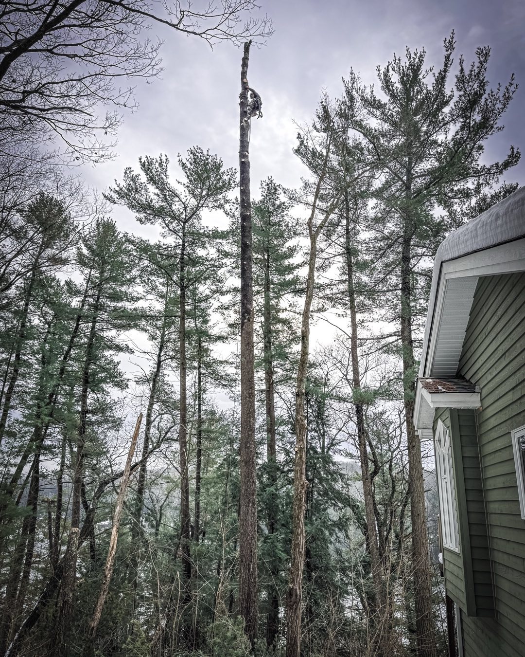 Blackstone Tree project 28