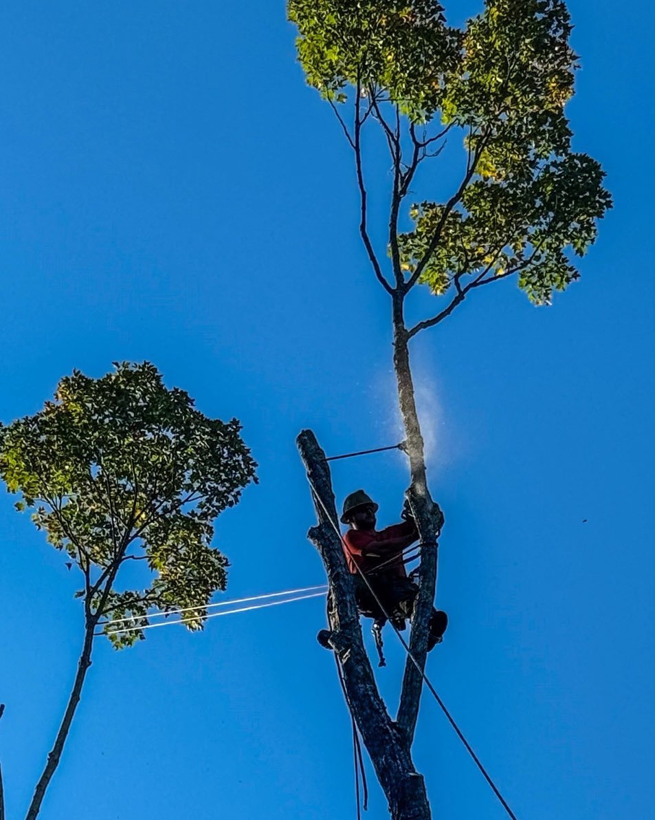 Blackstone Tree project 30