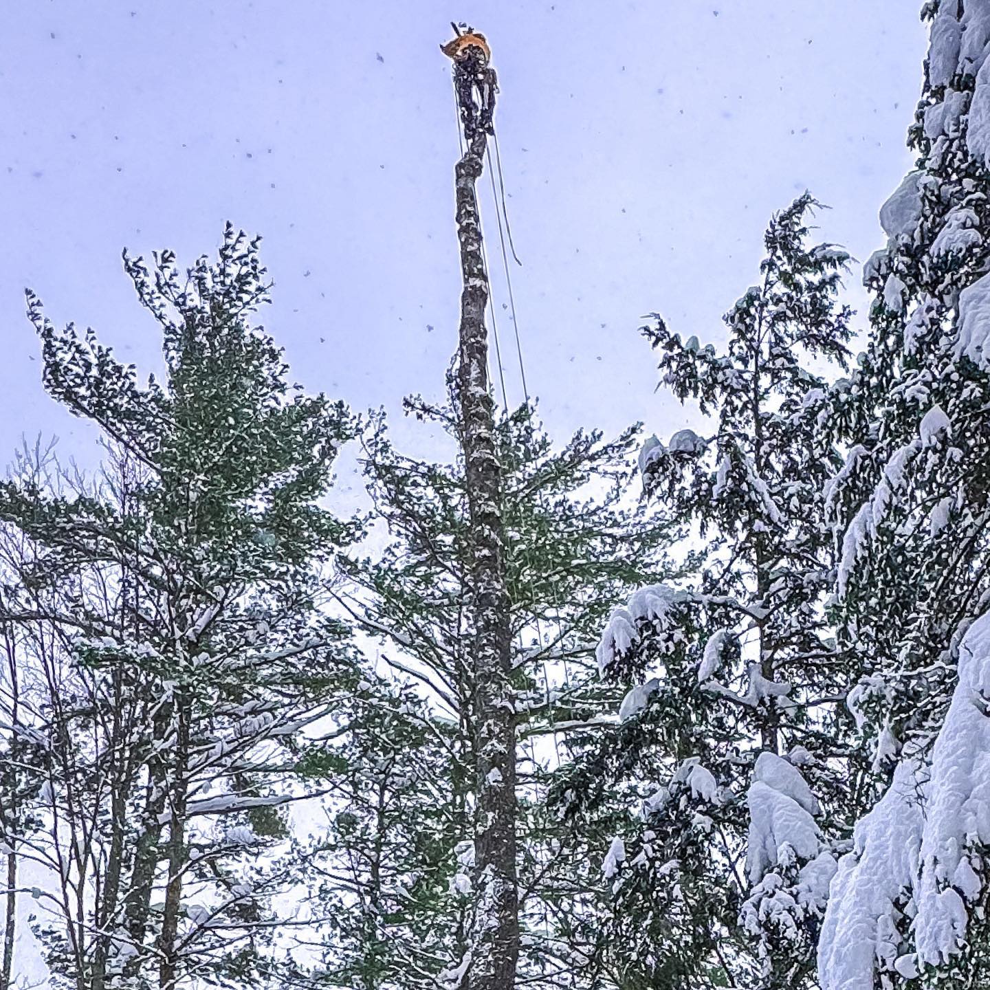 Blackstone Tree project 33