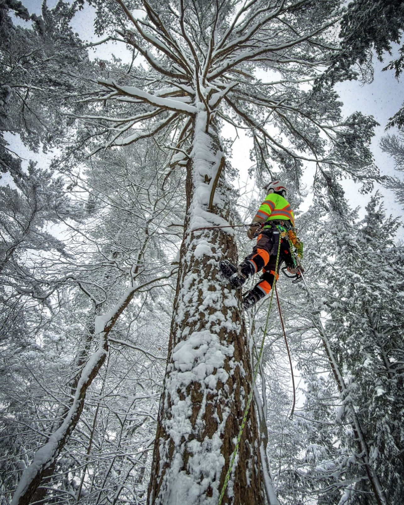 Blackstone Tree project 34