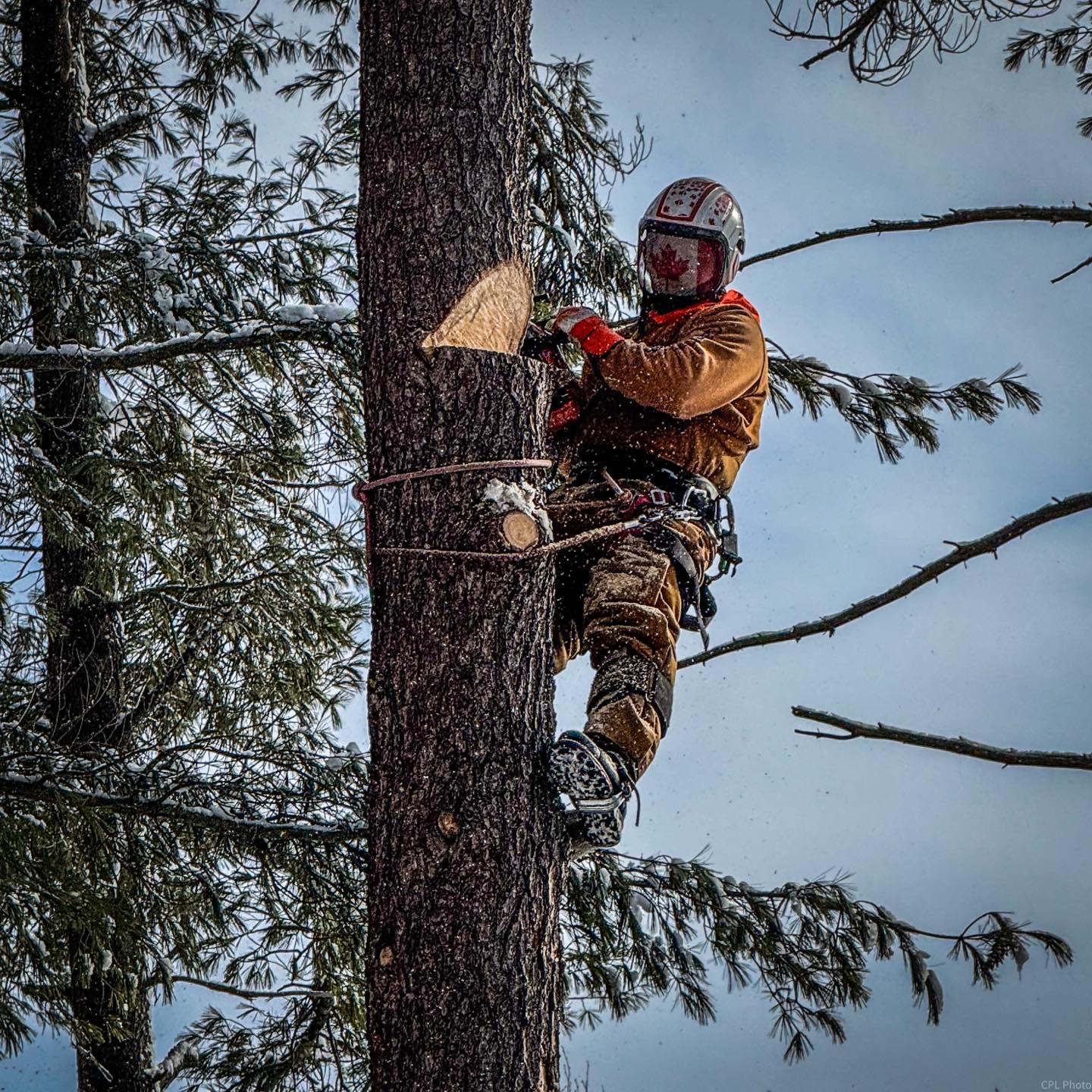 Blackstone Tree project 36